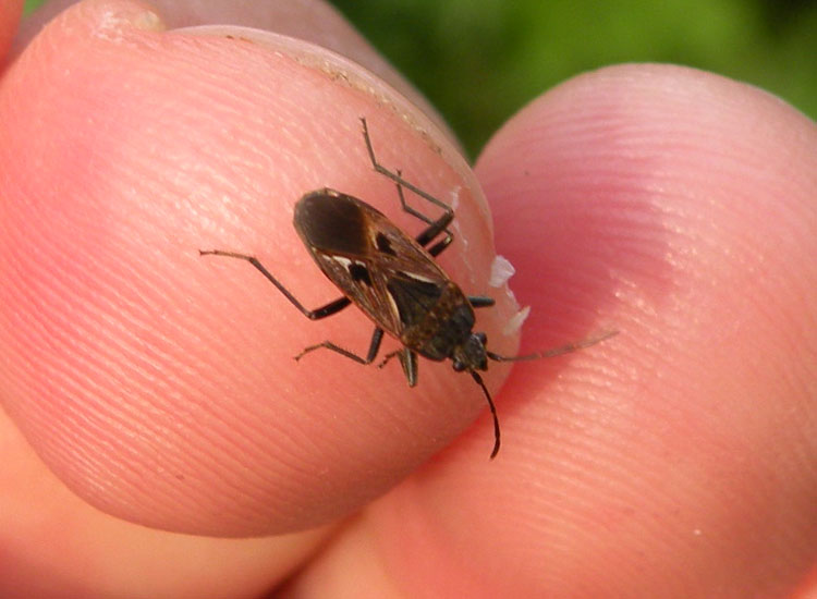Lygaeidae: Rhyparochromus pini del Trentino occidentale